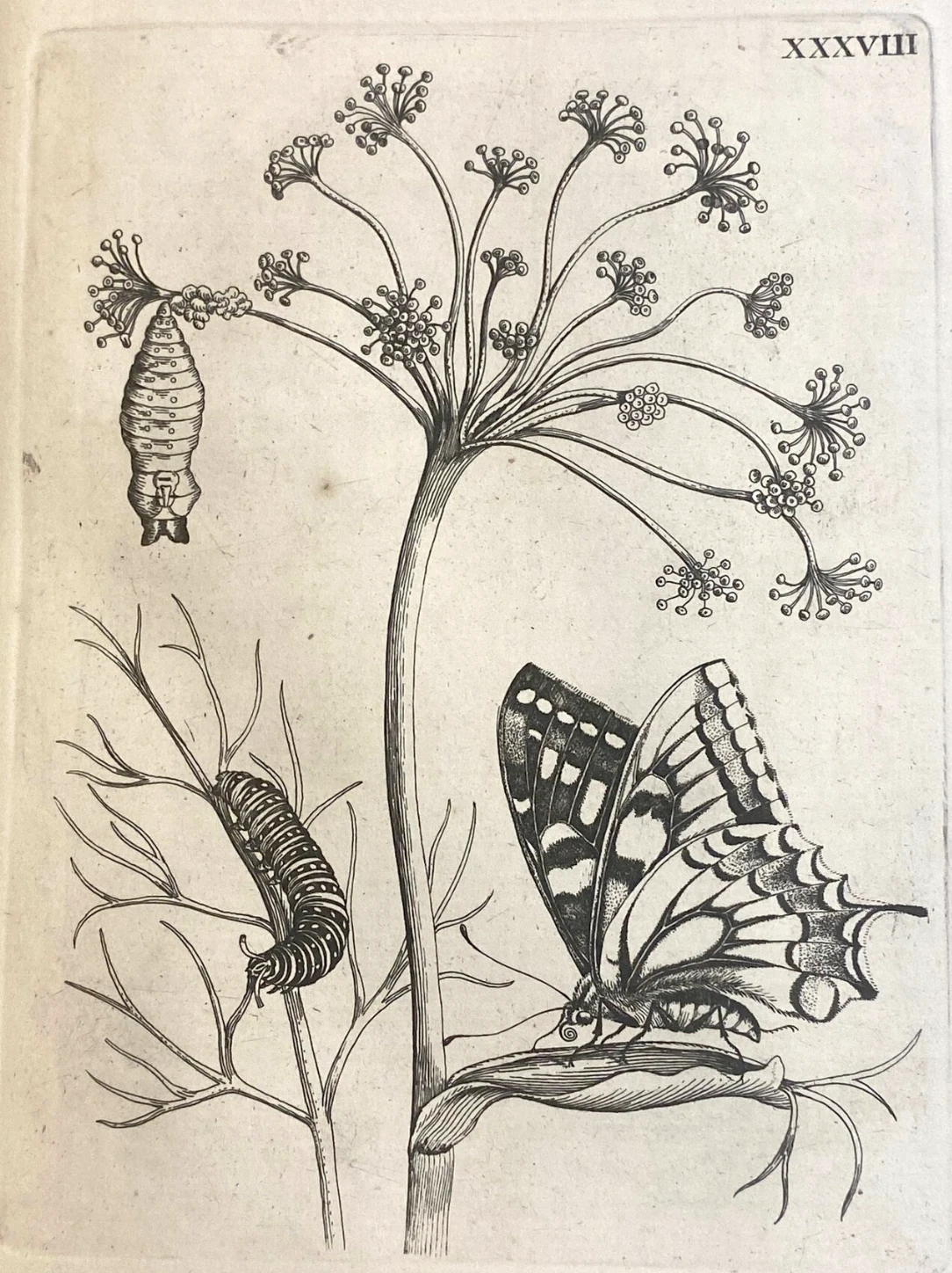 Caterpillar, Chrysalis and Butterfly, Credit: Biodiversity Heritage Library. Digitized by the Smithsonian Libraries